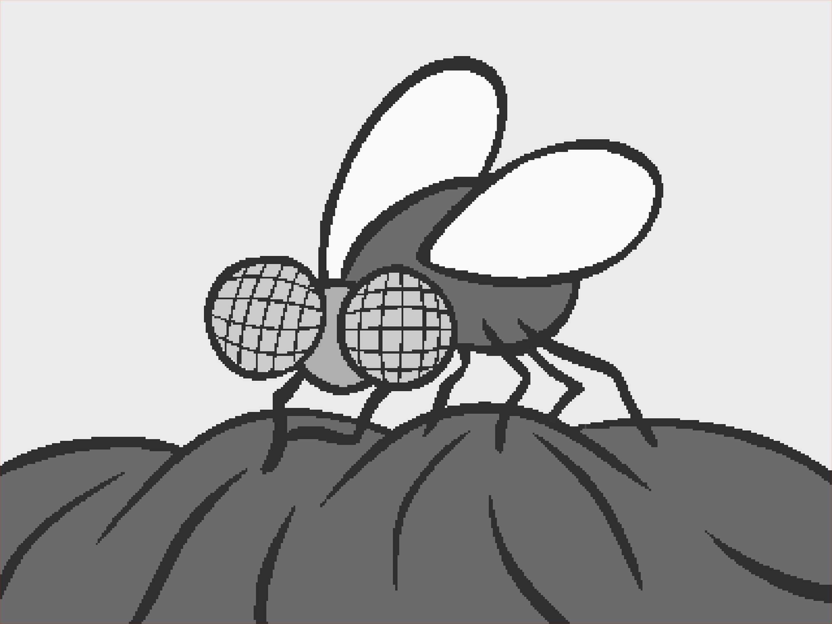 From 'The Why Fly